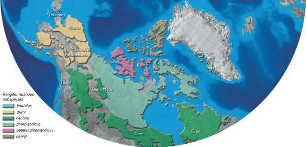 620px-Figure12.2 caribou distribution.JPG