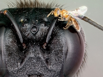 Perdita minima-carpbee USFS-Stephen Buchmann.jpg