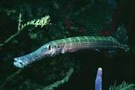 Trumpetfish. Source: Reef Fish Identification, New World Publications © 1994