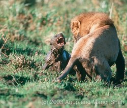 250px-Lion hyena competition.jpg