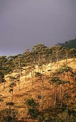 250px-Nt0308a lg.jpg