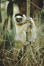 230px-Verrauxs sifaka.jpg