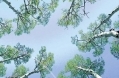 Trees in Circle w Sky2.jpg