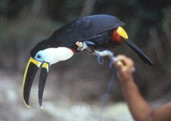 249px-Toucan.jpg