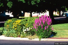 280px-Purple Loosestrife 3.jpg