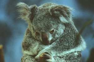 300px-Aa0402 koala aus.jpg