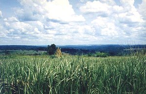 300px-Southern Cuvette Centrale, Republic of the Congo.jpg