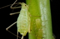 Acyrthosiphon pisum (pea aphid)-PLoS.jpg