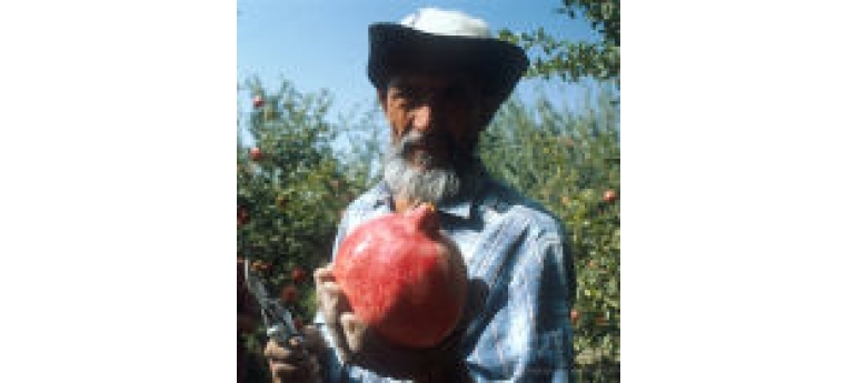 Farmer-Pomegranite flickr world bank Gennadiy Ratushenko.jpg