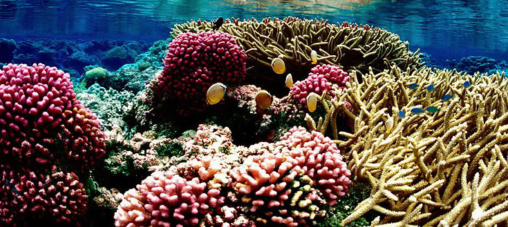 Coral-reef.jpg