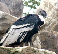 199px-Andean condor.jpg