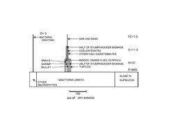 250px-Silver springs biomass pyrmaid.jpg