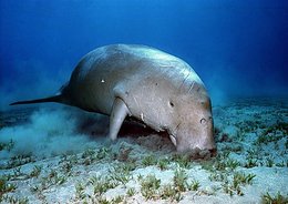 260px-Dugong.jpg