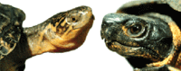 200px-Petrade.gif