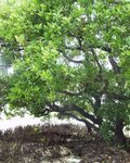 150px-Black mangrove.jpg