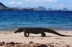 250px-Varanus komodoensis.jpg