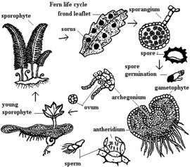 270px-Fernlifecycle.GIF