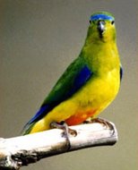 190px-Orange-bellied parrot (Neophema chrysogaster), Australia.jpg