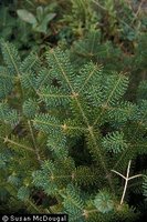 200px-Abies balsamea USDA SusanMcDougall.jpg