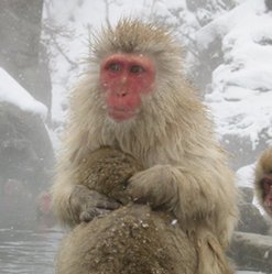 249px-Japanesemacaque.jpg