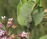 200px-Monarch catepillar USFS DickWalton.jpg