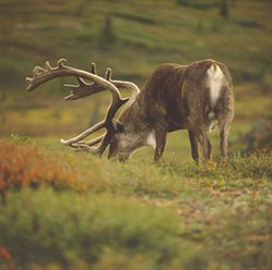 249px-Arctic Coastal Tundra 2.jpg