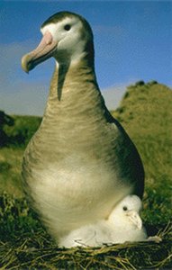 300px-Albatross.jpg