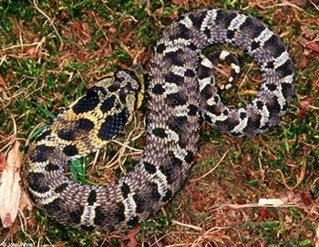 350px-Na0517 east hognose snake maryland.jpg