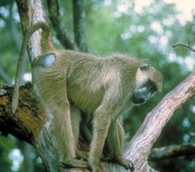 220px-Yellowbaboon.jpg