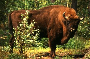 300px-Europeanbison.jpg