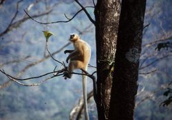 250px-Golden langur.jpg