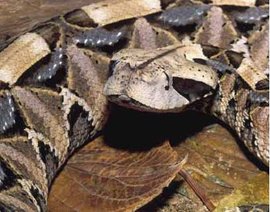 270px-Gaboon viper.JPG