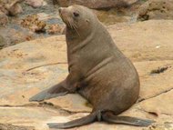 190px-New Zealand Fur Seal.jpg