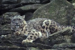 250px-Snow leopard.jpg