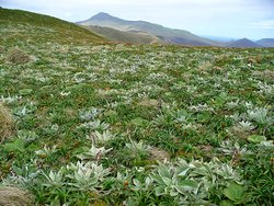 250px-Campbell Island and megaherbs.jpg