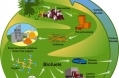 Cellulosic biofuels 1.jpg