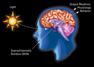 Circadian rhythm.jpg