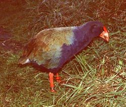 250px-Aa0403 takahe.jpg