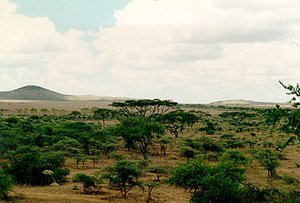 300px-Serengeti National Park, Tanzania2.jpg