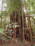 A strangler fig (Ficus citrifolia) photographed in Kalimantan, Borneo. Ficus are a keystone species in most tropical forests due to its ample fruit supply. (Source: © <a href=%27http_/www.conservation.org/Pages/default.aspx/%27.html _fcksavedurl='http://www.conservation.org/Pages/default.aspx/' class='external text' title='http://www.conservation.org/Pages/default.aspx/' rel='nofollow'>Conservation International</a>, photo by Jim Sanderson)