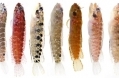 Seven-starksia-blennies-banner 0.jpg