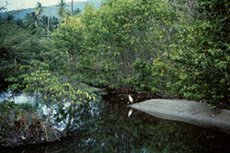 230px-Lesser Antilles mangroves 1.jpg