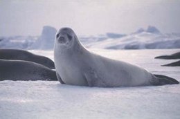 260px-Crabeater seal 1.jpg