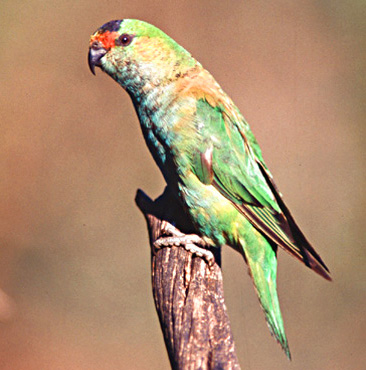 Purple-crowned-lorikeet--glossopsitta-porphyrocephala---australia.jpg