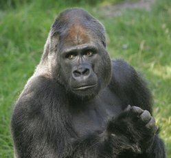 249px-Gorilla.jpg