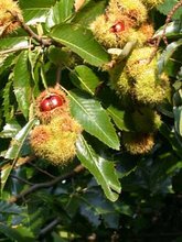 220px-Sweet chestnut.jpg