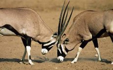 230px-Gemsbok2.jpg