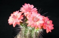 Cactaceae cactus.jpg