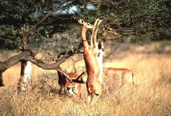 250px-Gerenuk (Litocranius walleri) in Buffalo Springs National Reserve, Kenya.jpg