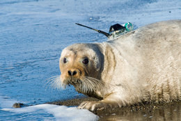 260px-Bearded Seal 2.jpg